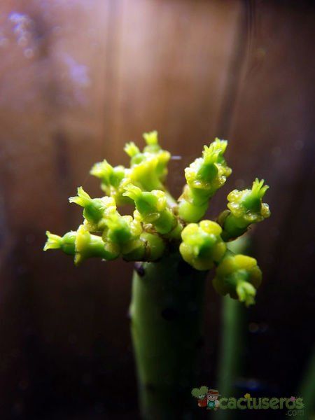 A photo of Euphorbia alluaudii  