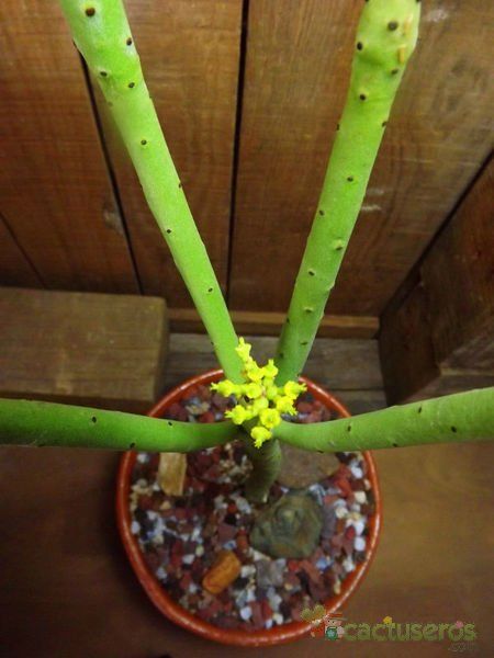 Una foto de Euphorbia alluaudii  