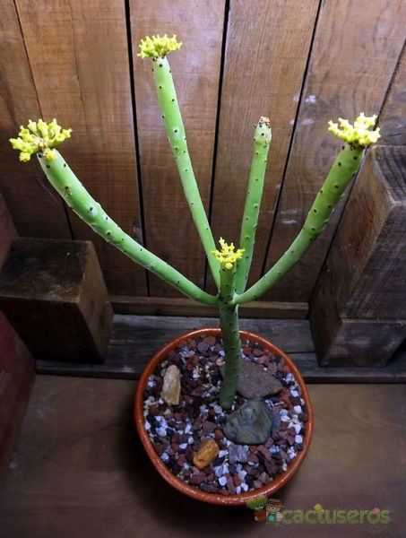A photo of Euphorbia alluaudii  