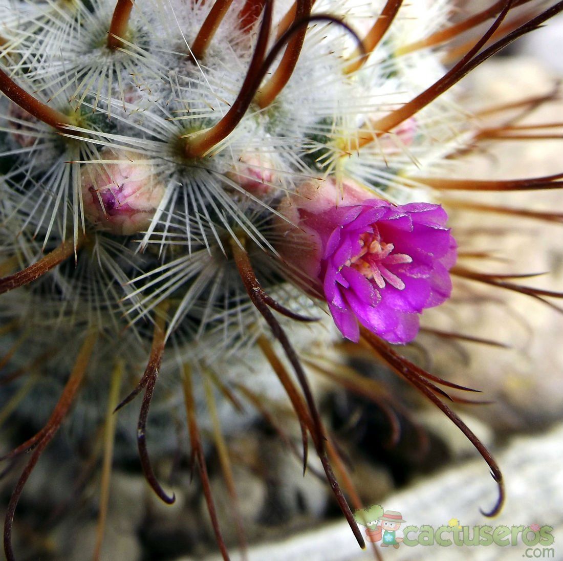 Una foto de Mammillaria bombycina cv. Split Spines