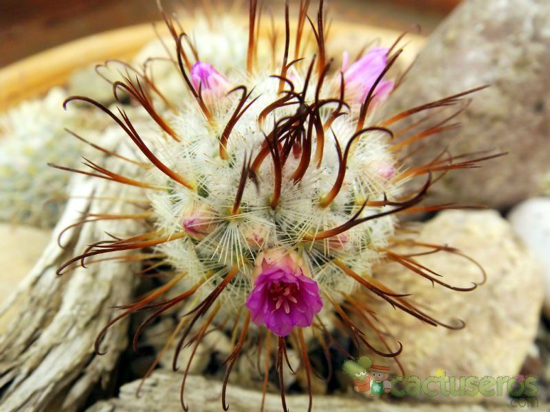 A photo of Mammillaria bombycina cv. Split Spines