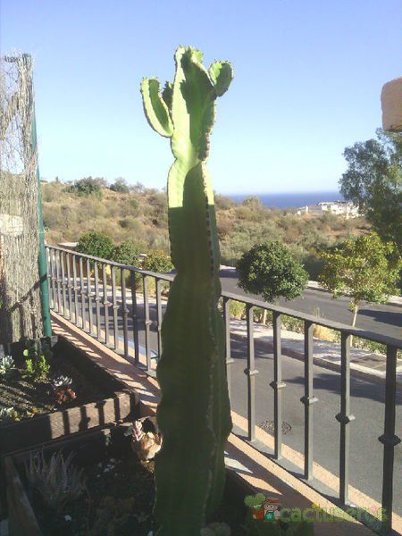 Una foto de Euphorbia ingens