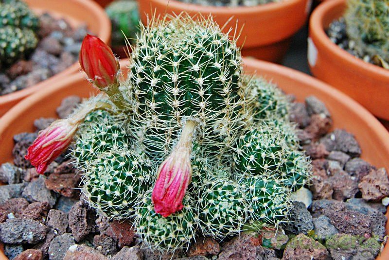 Una foto de Echinopsis arachnacantha