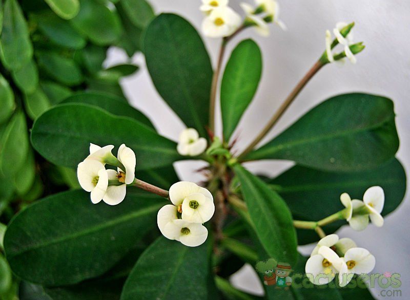 A photo of Euphorbia milii var. milii