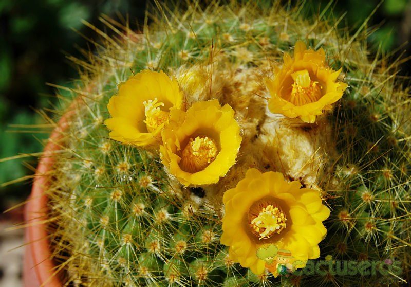 A photo of Parodia chrysacanthion