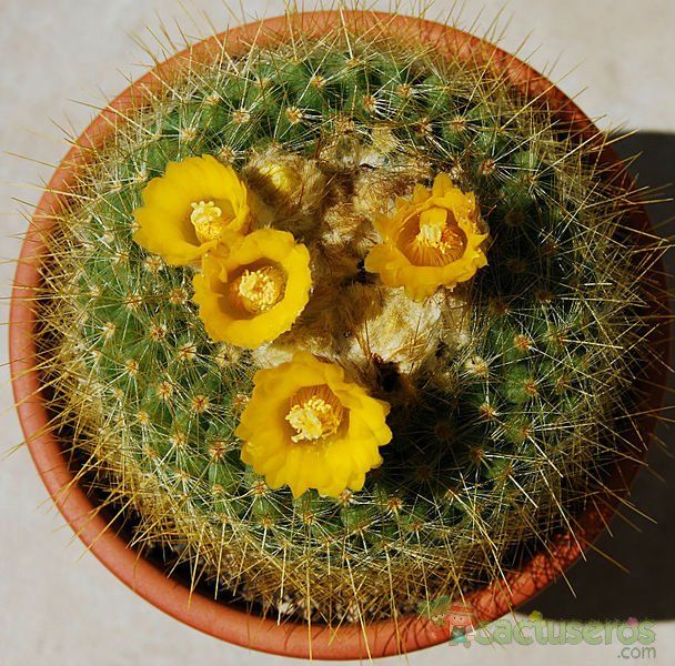 A photo of Parodia chrysacanthion