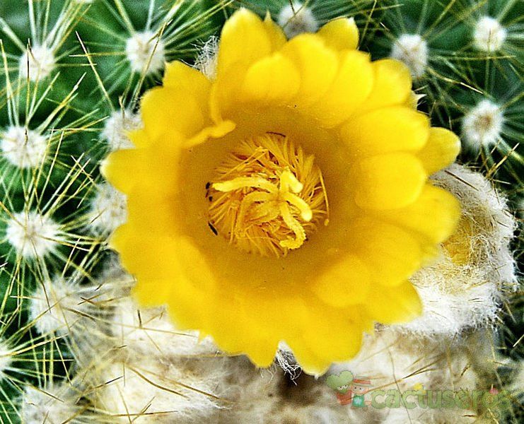A photo of Parodia chrysacanthion