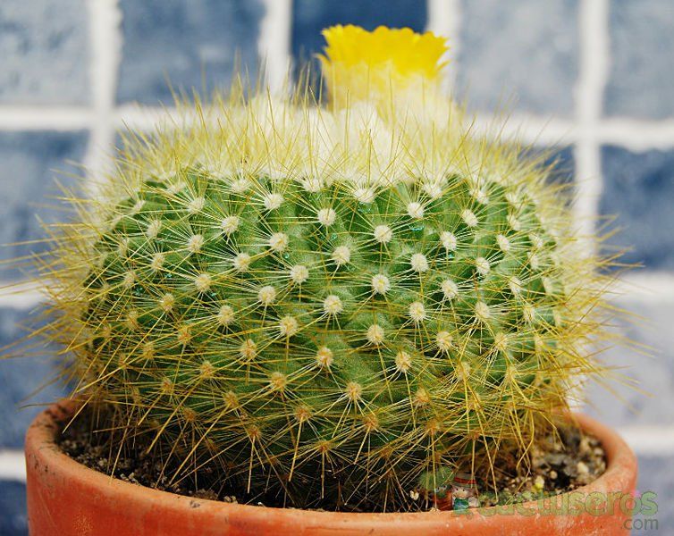 A photo of Parodia chrysacanthion