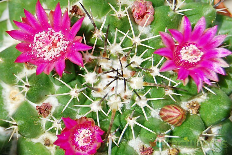 Una foto de Mammillaria magnimamma