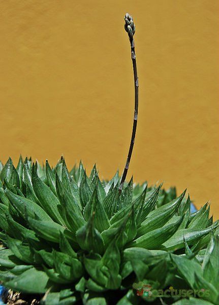 A photo of Haworthia cooperi