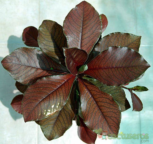 Una foto de Euphorbia umbellata