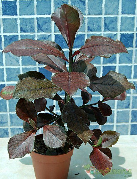 Una foto de Euphorbia umbellata