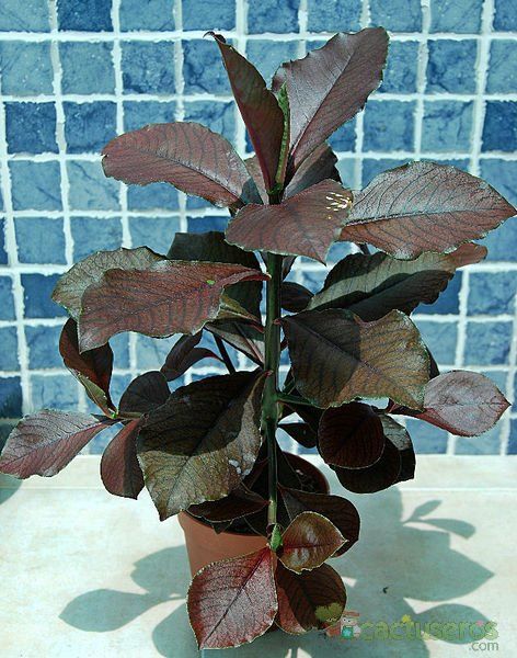 Una foto de Euphorbia umbellata