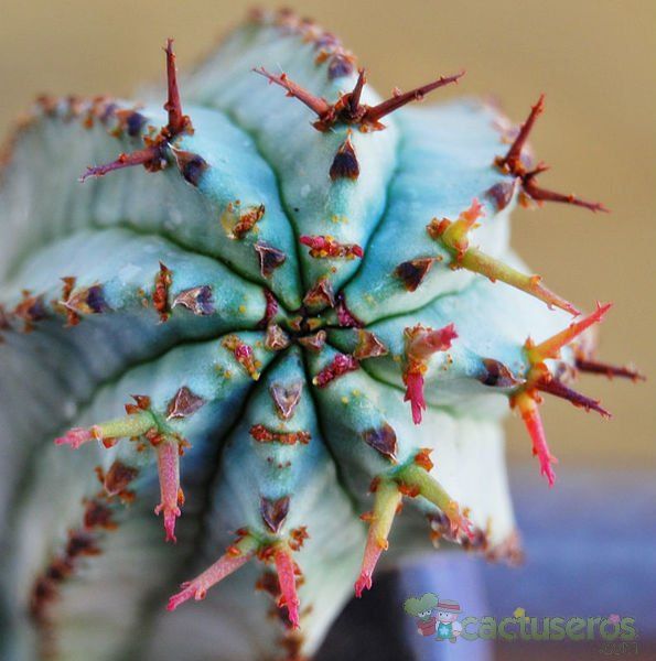 A photo of Euphorbia polygona