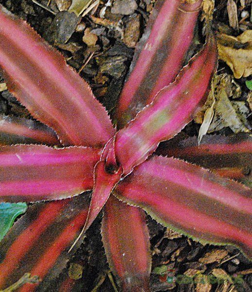 A photo of Cryptanthus bivittatus