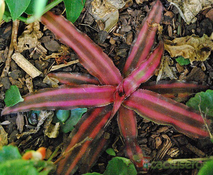 A photo of Cryptanthus bivittatus