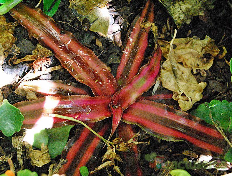 A photo of Cryptanthus bivittatus