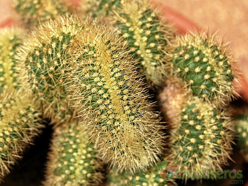 Una foto de Cleistocactus winteri f. crestada