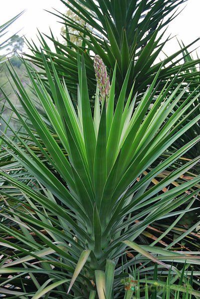 A photo of Yucca aloifolia  