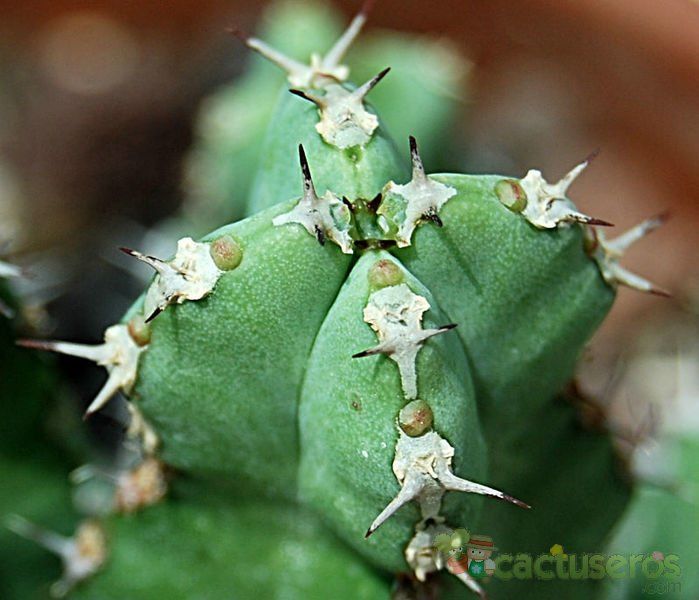 Una foto de Euphorbia makallensis