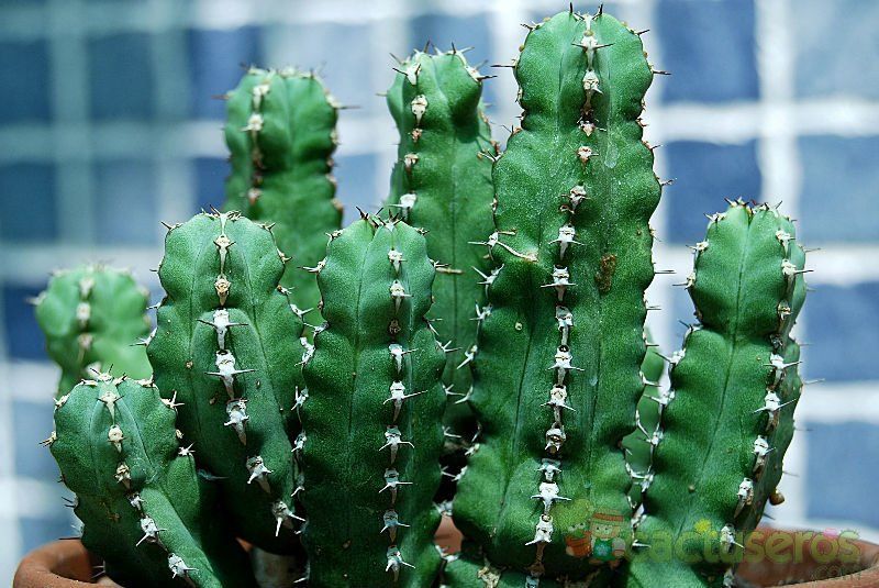 Una foto de Euphorbia makallensis