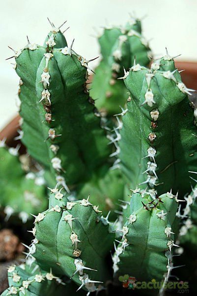 Una foto de Euphorbia makallensis