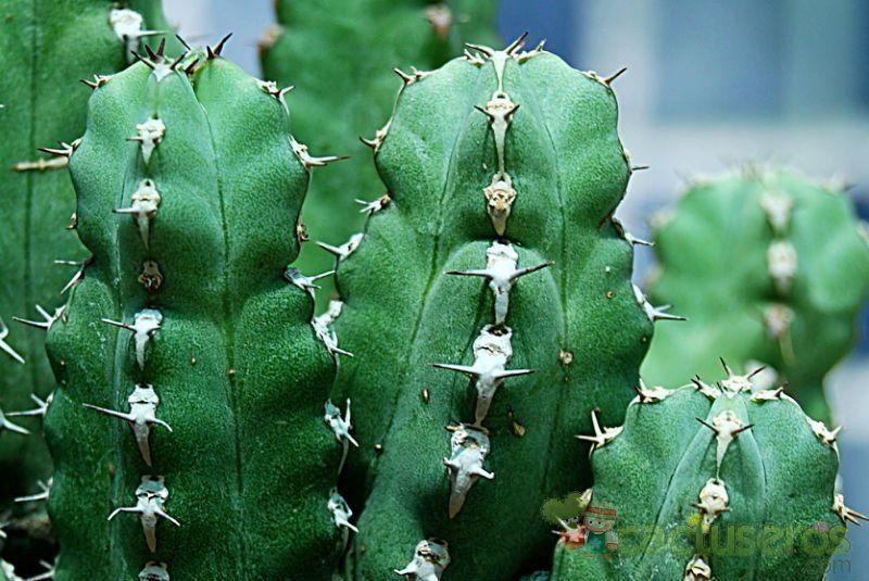 Una foto de Euphorbia makallensis