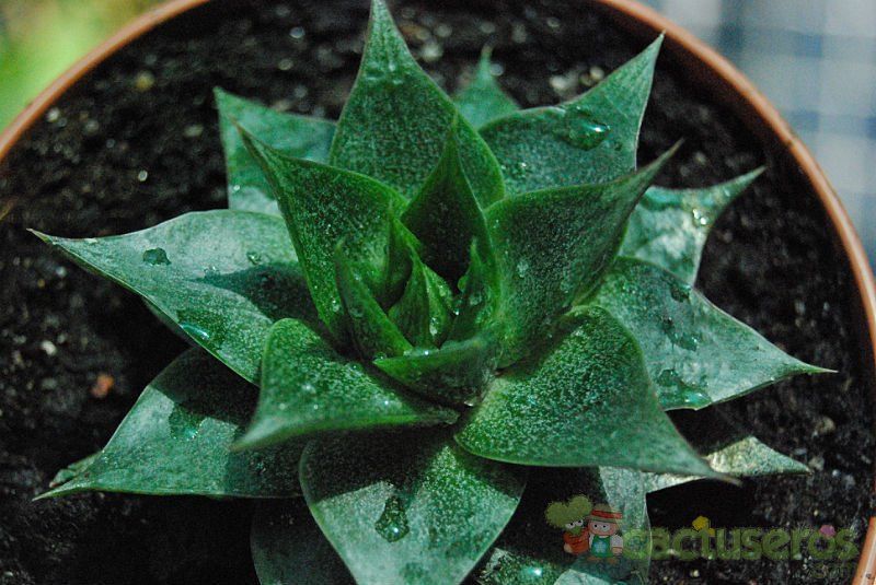 A photo of Echeveria agavoides x purpusorum (HIBRIDO)