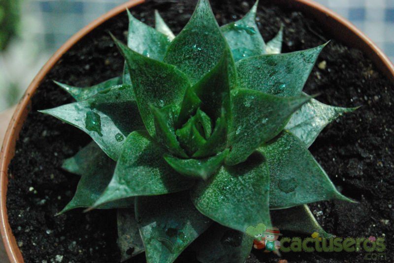 A photo of Echeveria agavoides x purpusorum (HIBRIDO)
