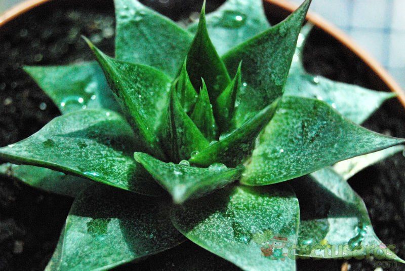 A photo of Echeveria agavoides x purpusorum (HIBRIDO)
