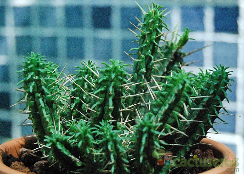 A photo of Euphorbia submamillaris
