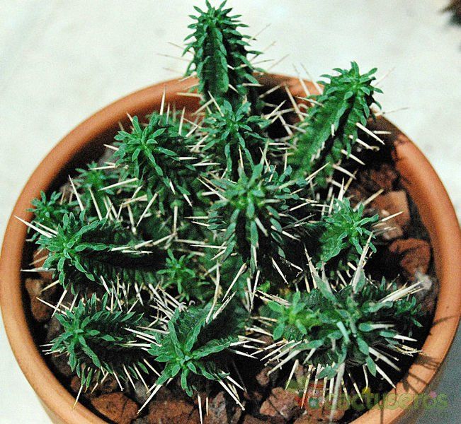 A photo of Euphorbia submamillaris