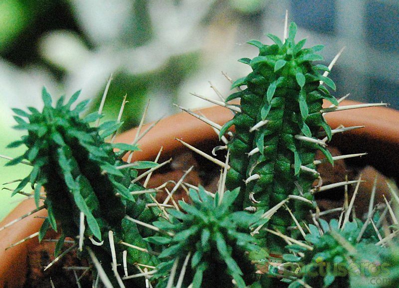 A photo of Euphorbia submamillaris