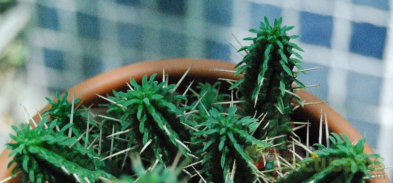 A photo of Euphorbia submamillaris