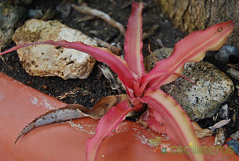 A photo of Cryptanthus bivittatus