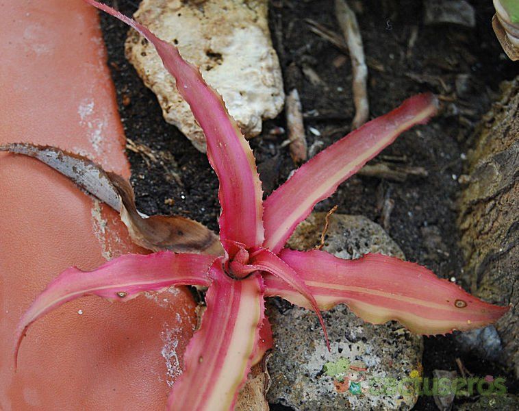 A photo of Cryptanthus bivittatus
