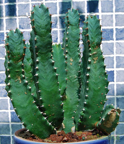 Una foto de Euphorbia resinifera