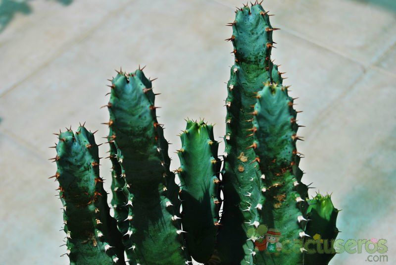 Una foto de Euphorbia resinifera