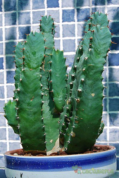 Una foto de Euphorbia resinifera