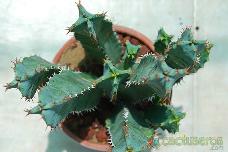 Una foto de Euphorbia resinifera