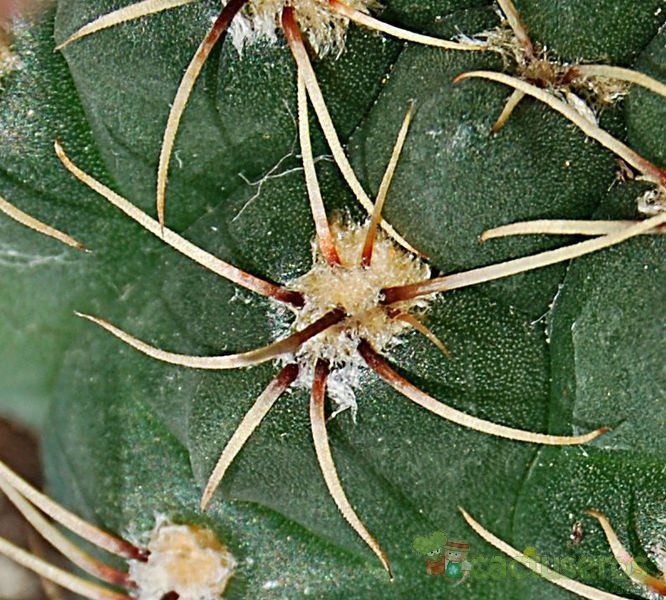 Una foto de Gymnocalycium baldianum