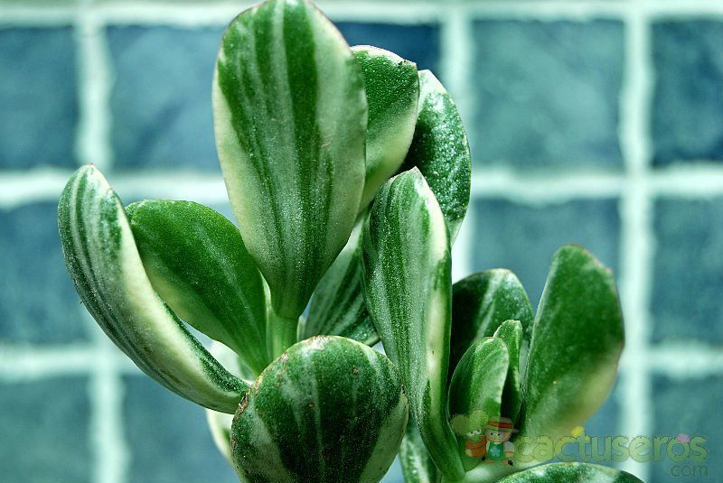A photo of Crassula ovata fma. variegada