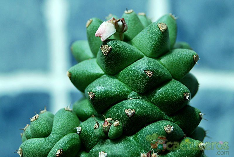 Una foto de Euphorbia ritchiei subsp. nyambensis