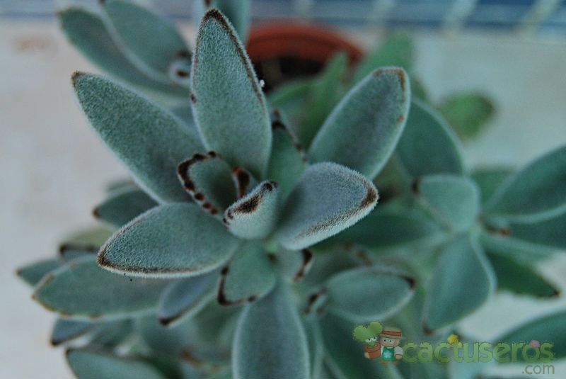 A photo of Kalanchoe tomentosa