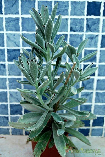A photo of Kalanchoe tomentosa