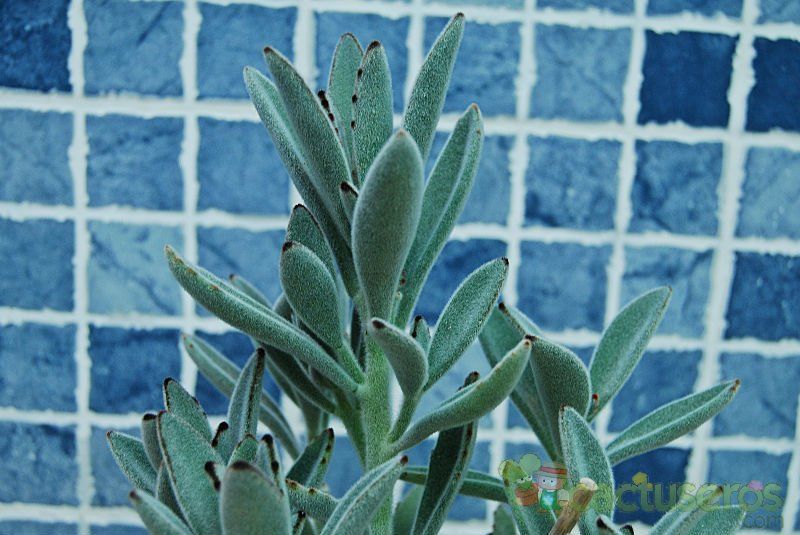A photo of Kalanchoe tomentosa