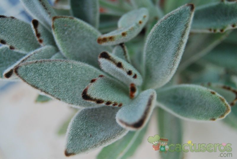 A photo of Kalanchoe tomentosa