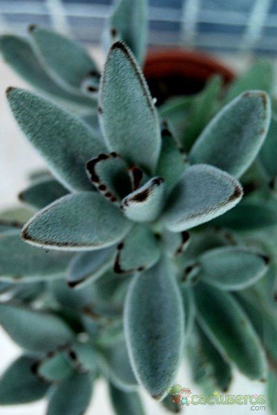 A photo of Kalanchoe tomentosa