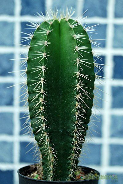 Una foto de Isolatocereus dumortieri