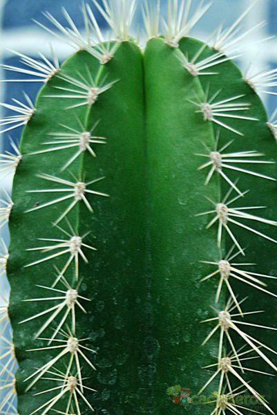 Una foto de Isolatocereus dumortieri